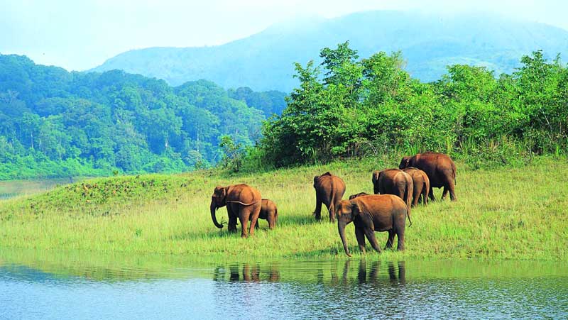 thekkady